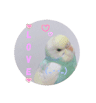 癒されインコ 4（個別スタンプ：8）
