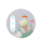 癒されインコ 4（個別スタンプ：9）