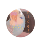 癒されインコ 4（個別スタンプ：10）
