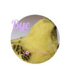 癒されインコ 4（個別スタンプ：11）