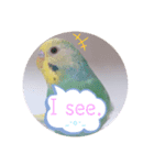 癒されインコ 4（個別スタンプ：12）