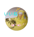 癒されインコ 4（個別スタンプ：13）