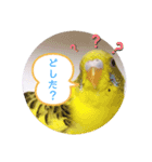 癒されインコ 4（個別スタンプ：14）