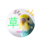 癒されインコ 4（個別スタンプ：15）