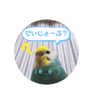 癒されインコ 4（個別スタンプ：16）