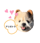 こじさんスタンプ1（個別スタンプ：4）
