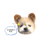 こじさんスタンプ1（個別スタンプ：6）