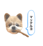 こじさんスタンプ1（個別スタンプ：7）