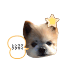 こじさんスタンプ1（個別スタンプ：10）