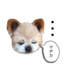 こじさんスタンプ1（個別スタンプ：15）