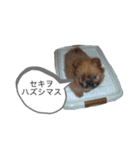 こじさんスタンプ1（個別スタンプ：16）