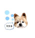 こじさんスタンプ1（個別スタンプ：20）
