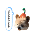 こじさんスタンプ1（個別スタンプ：21）
