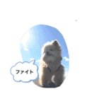 こじさんスタンプ1（個別スタンプ：23）