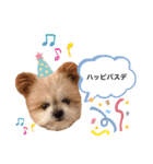 こじさんスタンプ1（個別スタンプ：24）