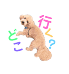 うちのげんたん.（個別スタンプ：2）
