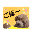 うちのげんたん.（個別スタンプ：5）