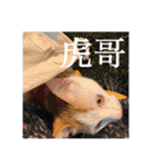 We Love 虎哥（個別スタンプ：1）