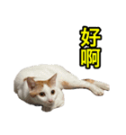 We Love 虎哥（個別スタンプ：3）