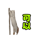 We Love 虎哥（個別スタンプ：4）