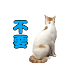 We Love 虎哥（個別スタンプ：5）