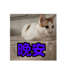 We Love 虎哥（個別スタンプ：10）