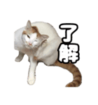 We Love 虎哥（個別スタンプ：13）