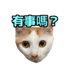 We Love 虎哥（個別スタンプ：16）