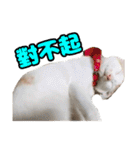 We Love 虎哥（個別スタンプ：20）