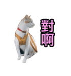 We Love 虎哥（個別スタンプ：21）