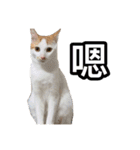 We Love 虎哥（個別スタンプ：22）