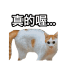 We Love 虎哥（個別スタンプ：23）