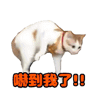 We Love 虎哥（個別スタンプ：24）