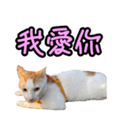 We Love 虎哥（個別スタンプ：28）