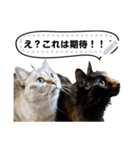 4匹の猫のメッセージスタンプ2（個別スタンプ：7）