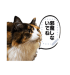 4匹の猫のメッセージスタンプ2（個別スタンプ：17）