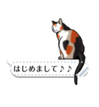 さらに自由に使える吹き出し大好き猫（個別スタンプ：1）