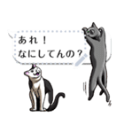 さらに自由に使える吹き出し大好き猫（個別スタンプ：6）