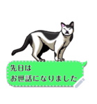 さらに自由に使える吹き出し大好き猫（個別スタンプ：12）