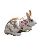 きなちょこぱんすたんぷ（個別スタンプ：1）