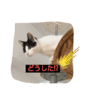猫のプッチとみかん元気かな（個別スタンプ：1）