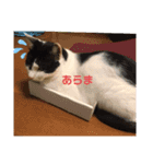 猫のプッチとみかん元気かな（個別スタンプ：3）