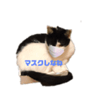 猫のプッチとみかん元気かな（個別スタンプ：6）