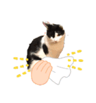 猫のプッチとみかん元気かな（個別スタンプ：8）