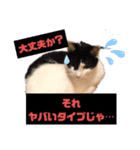 猫のプッチとみかん元気かな（個別スタンプ：10）