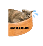 猫のプッチとみかん元気かな（個別スタンプ：12）