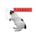 猫のプッチとみかん元気かな（個別スタンプ：13）