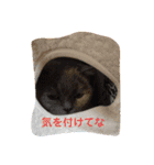 猫のプッチとみかん元気かな（個別スタンプ：14）