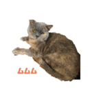 猫のプッチとみかん元気かな（個別スタンプ：15）