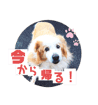 くー太のスタンプ2（個別スタンプ：3）